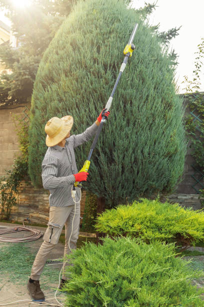 Tree Removal for Businesses in Pleasant View, UT